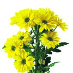 Editor 488 flower 3073694 19202