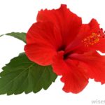 Editor 476 hibiscus flower bloom