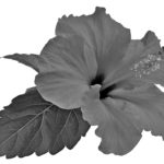 Editor 477 hibiscus flower bloom sw