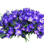Editor 495 nature 3231731 19202