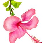 Editor 478 pink hibiscus flower