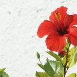 Editor 479 red hibiscus dsc01897