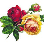 Editor 499 roses 4117304 19202