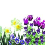 Editor 500 spring 3000336 19202