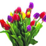 Editor 501 tulip 3043233 19202