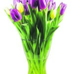 Editor 502 tulips 3247470 19202