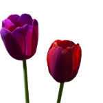 Editor 504 flowers 2063351 1920 Kopie