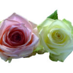 Editor 505 roses 2948025 1920 Kopie
