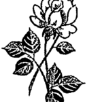 Editor 165 Dopelrose