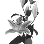 Editor 169 Lilienblueten