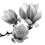 Editor 168 Magnolienbluete