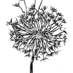 Editor 208 Pusteblume 2 1