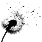 Editor 198 Pusteblume stengel 1