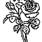 Editor 206 Rose 1Strich 2 1