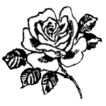Editor 210 Rose mit grosser Bluete