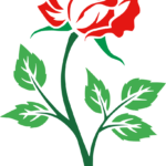 Editor 175 rote Rose