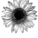 Editor 179 sonnenblume